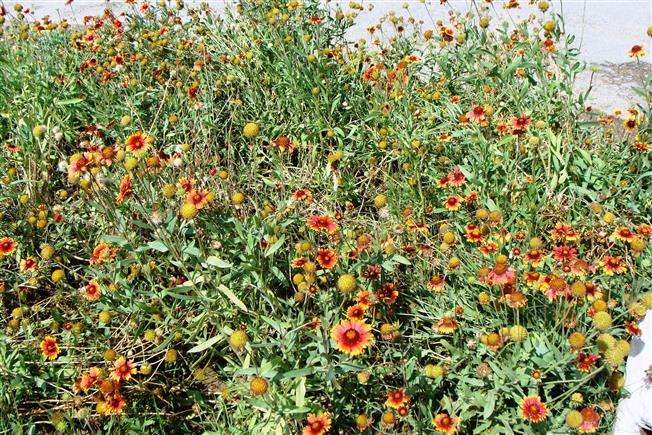 Gaillardia pulchella